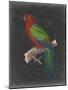 Dramatic Parrots IV-Vision Studio-Mounted Art Print
