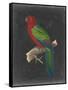 Dramatic Parrots IV-Vision Studio-Framed Stretched Canvas