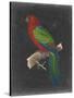 Dramatic Parrots IV-Vision Studio-Stretched Canvas