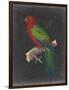 Dramatic Parrots IV-Vision Studio-Framed Art Print