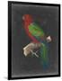 Dramatic Parrots IV-Vision Studio-Framed Art Print