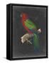 Dramatic Parrots IV-Vision Studio-Framed Stretched Canvas