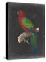 Dramatic Parrots IV-Vision Studio-Stretched Canvas