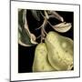 Dramatic Pear-Vision Studio-Mounted Art Print