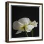 Dramatic Petals 1-Susannah Tucker-Framed Art Print