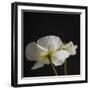 Dramatic Petals 1-Susannah Tucker-Framed Art Print