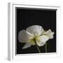 Dramatic Petals 1-Susannah Tucker-Framed Art Print