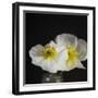 Dramatic Petals 2-Susannah Tucker-Framed Art Print