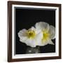 Dramatic Petals 2-Susannah Tucker-Framed Art Print