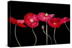 Dramatic Poppies-Sandra Iafrate-Stretched Canvas