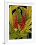 Dramatic Red Ginger-Tim O'toole-Framed Art Print