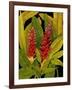 Dramatic Red Ginger-Tim O'toole-Framed Art Print