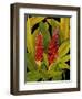 Dramatic Red Ginger-Tim O'toole-Framed Art Print