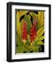 Dramatic Red Ginger-Tim O'toole-Framed Art Print