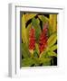 Dramatic Red Ginger-Tim O'toole-Framed Art Print