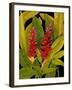 Dramatic Red Ginger-Tim O'toole-Framed Art Print