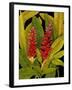 Dramatic Red Ginger-Tim O'toole-Framed Art Print