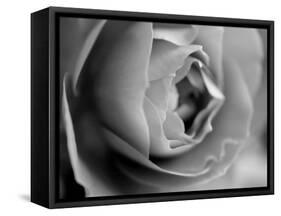 Dramatic Rose-Nicole Katano-Framed Stretched Canvas