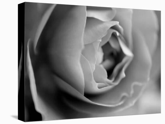 Dramatic Rose-Nicole Katano-Stretched Canvas