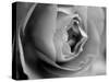 Dramatic Rose-Nicole Katano-Stretched Canvas