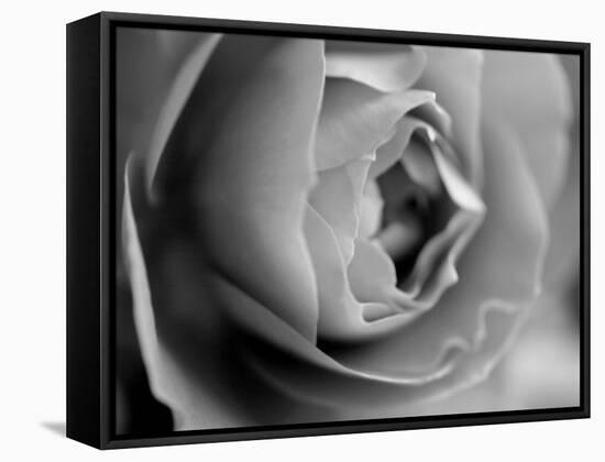 Dramatic Rose-Nicole Katano-Framed Stretched Canvas