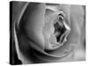 Dramatic Rose-Nicole Katano-Stretched Canvas