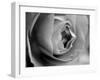 Dramatic Rose-Nicole Katano-Framed Photo