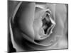 Dramatic Rose-Nicole Katano-Mounted Photo