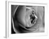 Dramatic Rose-Nicole Katano-Framed Photo