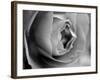 Dramatic Rose-Nicole Katano-Framed Photo