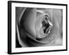 Dramatic Rose-Nicole Katano-Framed Photo