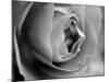 Dramatic Rose-Nicole Katano-Mounted Photo