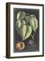 Dramatic Royal Botanical I-George Ehret-Framed Art Print