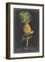 Dramatic Royal Botanical II-George Ehret-Framed Art Print