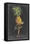 Dramatic Royal Botanical II-George Ehret-Framed Stretched Canvas