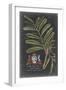 Dramatic Royal Botanical III-George Ehret-Framed Art Print