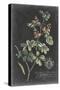 Dramatic Royal Botanical IV-George Ehret-Stretched Canvas