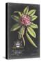 Dramatic Royal Botanical V-George Ehret-Stretched Canvas