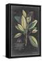 Dramatic Royal Botanical VI-George Ehret-Framed Stretched Canvas