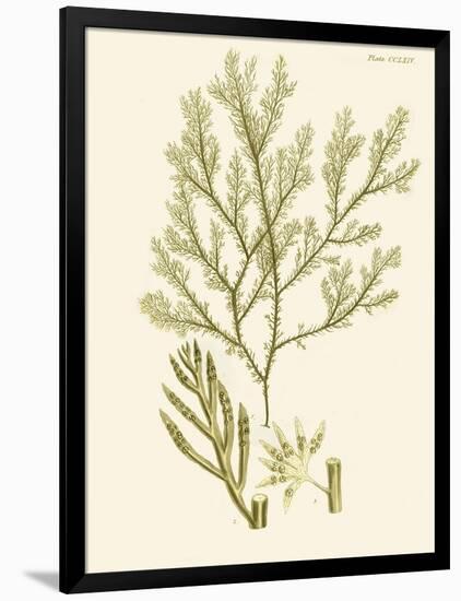 Dramatic Seaweed I-Vision Studio-Framed Art Print