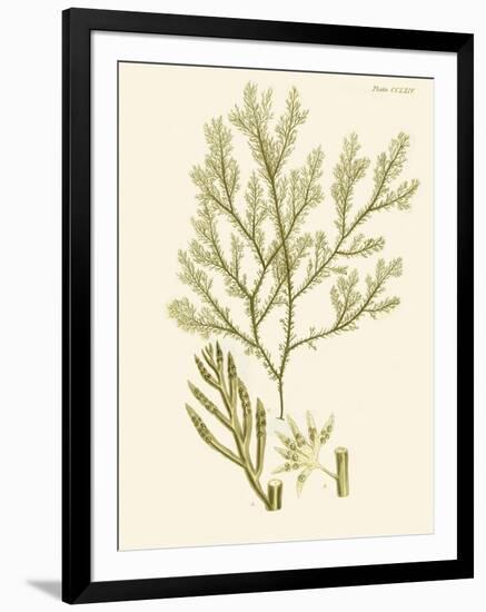 Dramatic Seaweed I-Vision Studio-Framed Art Print