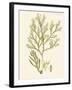 Dramatic Seaweed I-Vision Studio-Framed Art Print