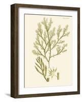 Dramatic Seaweed I-Vision Studio-Framed Art Print