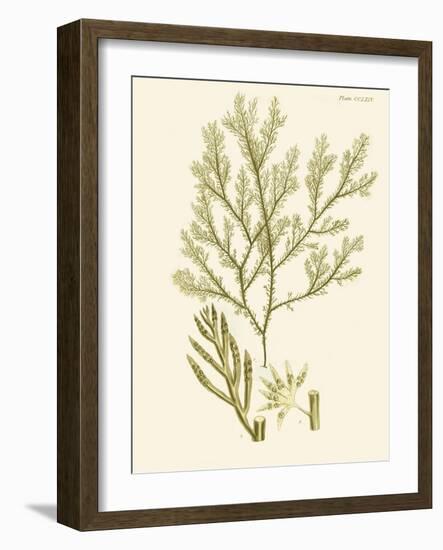 Dramatic Seaweed I-Vision Studio-Framed Art Print