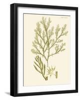 Dramatic Seaweed I-Vision Studio-Framed Art Print