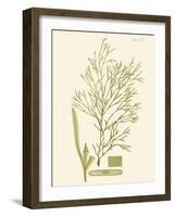 Dramatic Seaweed II-Vision Studio-Framed Art Print