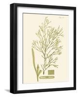 Dramatic Seaweed II-Vision Studio-Framed Art Print