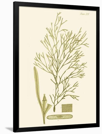 Dramatic Seaweed II-Vision Studio-Framed Art Print