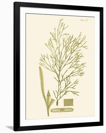 Dramatic Seaweed II-Vision Studio-Framed Art Print