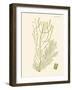 Dramatic Seaweed III-Vision Studio-Framed Art Print